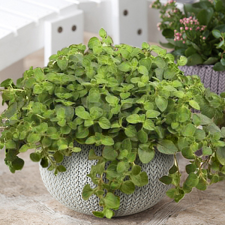 Фото Душица обыкновенная Хот энд Спайси