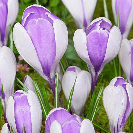 Фото Крокус Уэйл Шарк