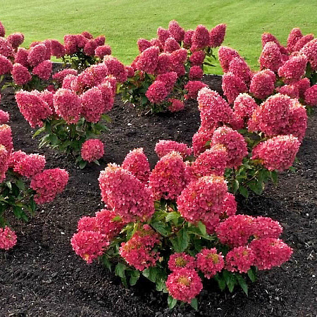 Фото Гортензия метельчатая Расберри Пинк
