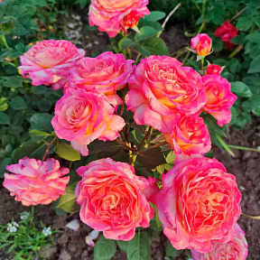 Роза чайно-гибридная Горджес