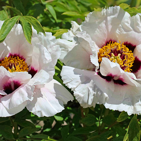 Фото Пион древовидный Белый с вишневым глазком