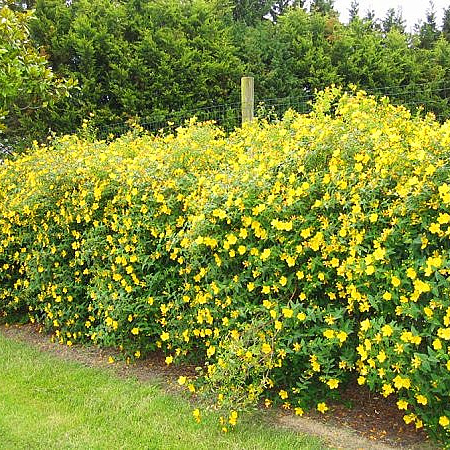 Фото Зверобой Хидкоут