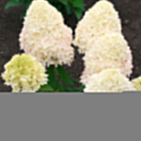 Фото Гортензия метельчатая Мэджикал Сладкое лето