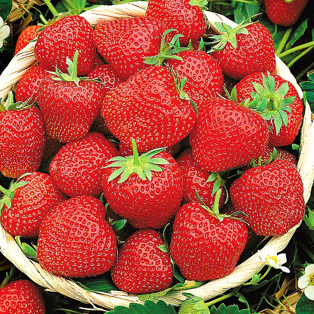 Фото Земляника садовая Эльвира