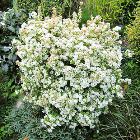 Фото Спирея вангутта Пинк Айс