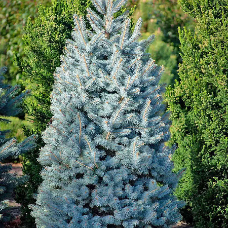 Фото Ель колючая Супер Блю Сидлинг