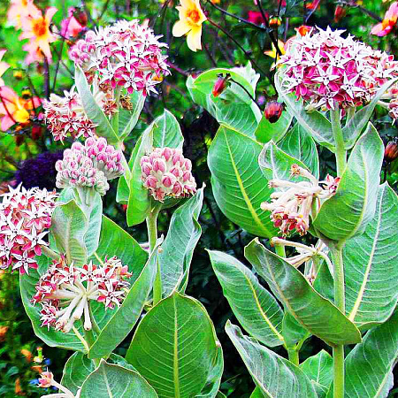 Фото Ваточник красивый