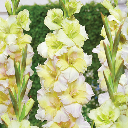 Фото Гладиолус Цера Стелвио