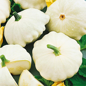 Патиссон Гостинец F1