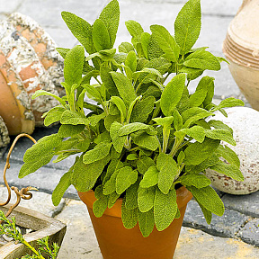 Шалфей Синий платочек