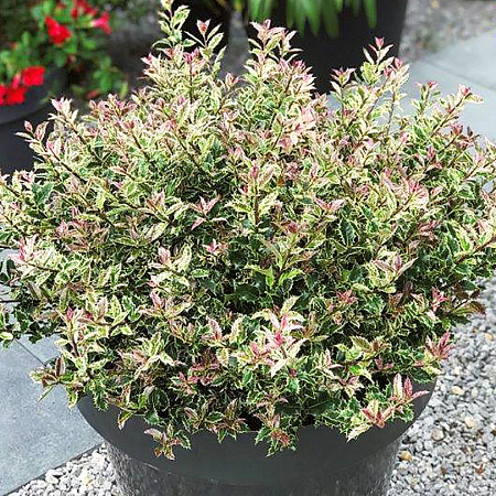 Фото Падуб остролистный Холли