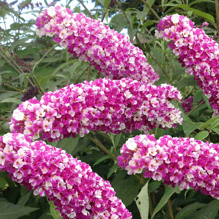 Фото Буддлея Беррис энд Крим