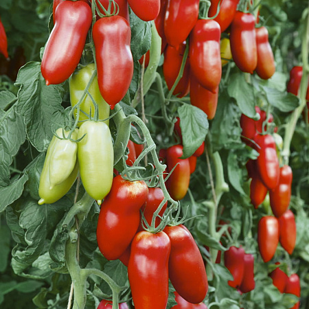 Фото Набор Уникальных помидоров