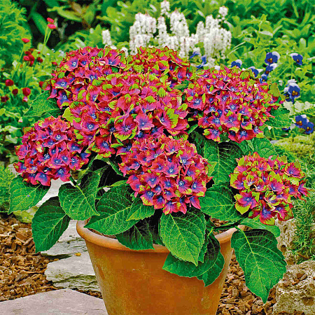 Фото Гортензия крупнолистная Шлосс Вакербарт