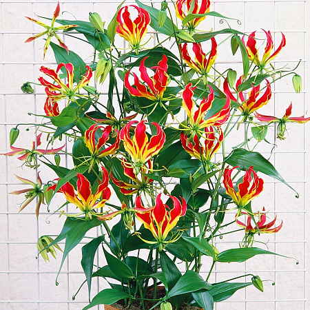 Фото Глориоза Ротшильда