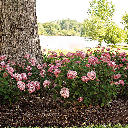 Фото Гортензия древовидная Сильная духом