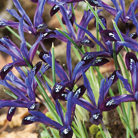 Фото Ирис Блю ноут