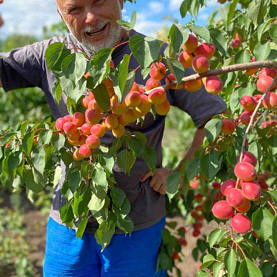 Абрикос Саратовский рубин