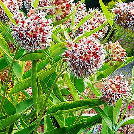 Фото Ваточник красивый