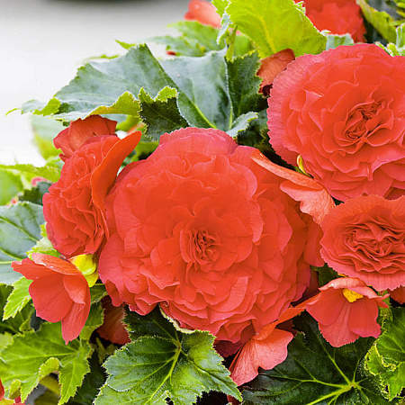 Фото Бегония клубневая Гоу-гоу Красная