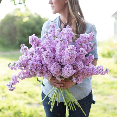 Фото Левкой Катц Лайт Лавендер