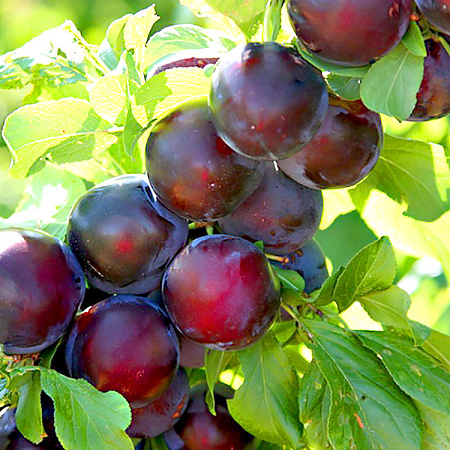 Фото Алыча Глобус