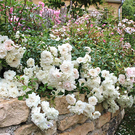 Фото Роза почвопокровная Си Фоум