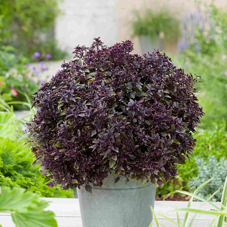 Фото Базилик Перпл болл