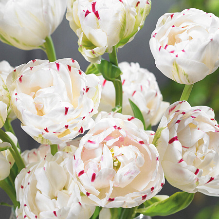 Фото Тюльпан Дэнслайн