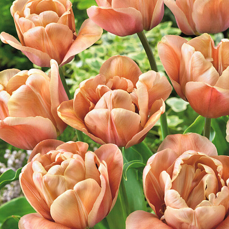 Фото Тюльпан Ля Бэль Эпок