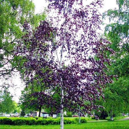 Фото Берёза повислая Пурпуреа