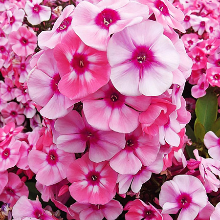 Фото Флокс Лариса