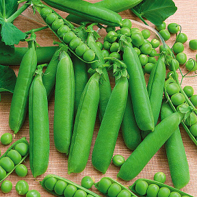 Горох Дакота