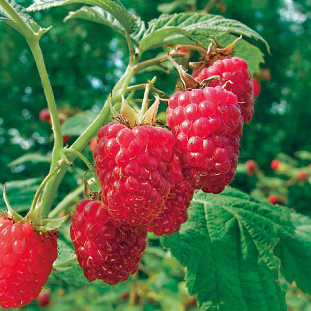 Фото Малина Микер