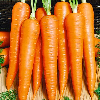 Морковь Принцесса F1