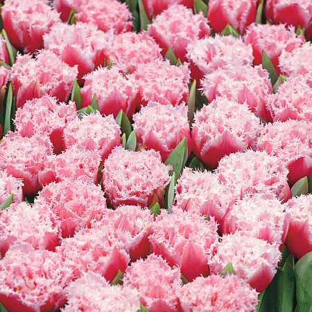 Фото Тюльпан Квинслэнд