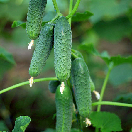 Фото Огурец Ирлэнд F1 5шт