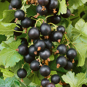 Смородина Валовая