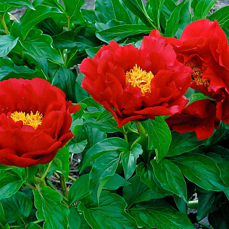 Фото Пион травянистый Макинак Гранд