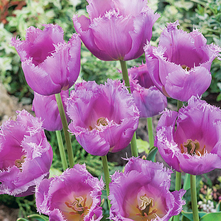 Фото Тюльпан Лиловый кристал