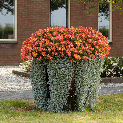 Бегония Хула Биколор рэд вайт