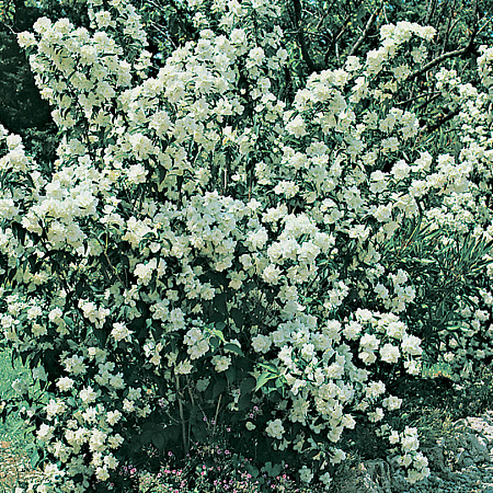 Фото Жасмин Снежная буря