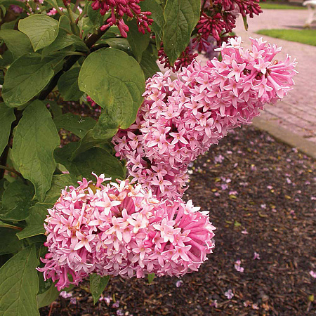 Фото Сирень Прэстона Мисс Канада