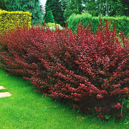 Фото Барбарис Аурикома