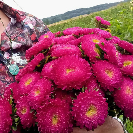 Фото Астра Бенари Принцесс Кримсон