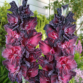 Гладиолус Ром и Кола