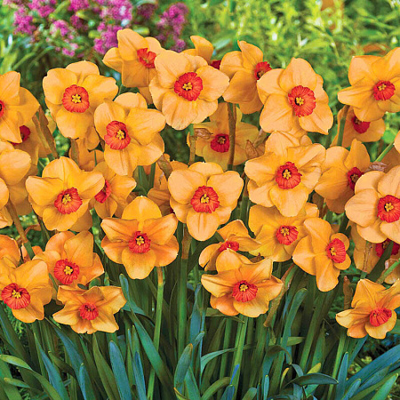 Фото Нарцисс Альтруист