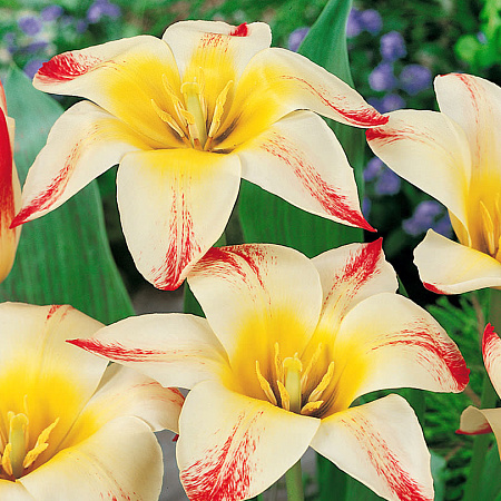 Фото Тюльпан Аддис