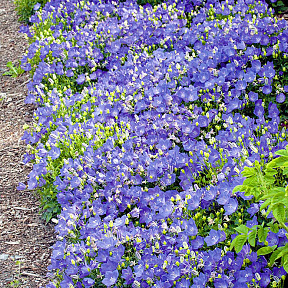 Колокольчик карпатский Голубой Дунай