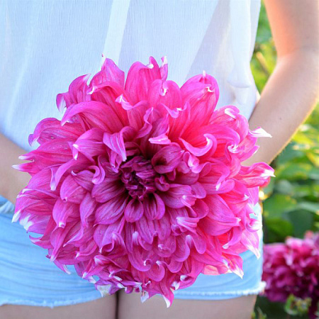 Фото Георгин крупноцветковый Ярра Фоллс